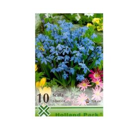 Scilla siberica 10ks