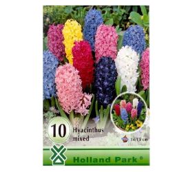Large: hyacinthus mixed 10ks