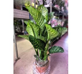 Dieffenbachia 21/75cm