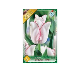 Tulipán beauty trend 6ks
