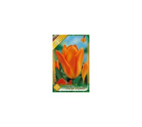 Tulipán orange emperor 10ks