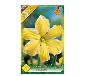 Narcis cassata 5ks