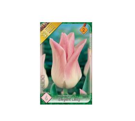 Tulipán elegant lady 6ks