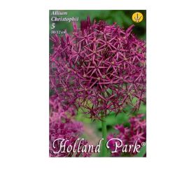 Allium christophii 5ks