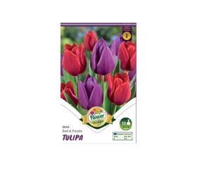 Tulipán duo red&purple 6ks