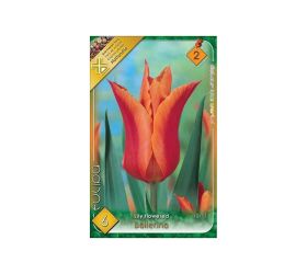 Tulipán ballerina 6ks