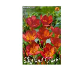 Freesia red 10ks