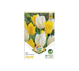 Tulipán duo yellow&white 6ks