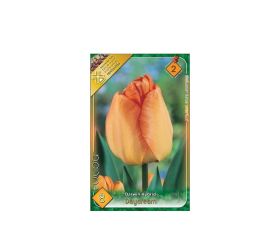 Tulipán daydream 8ks