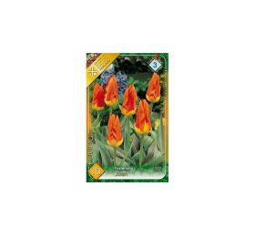 Tulipán juan 7ks