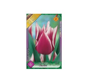 Tulipán claudia 6ks