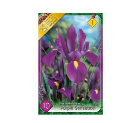 Iris purple sensation 10ks