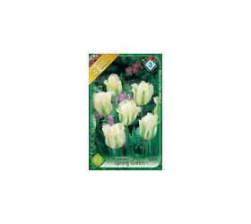 Tulipán spring green 7ks