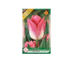 Tulipán dynasty 6ks