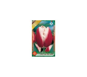 Tulipán leen van der mark 6ks