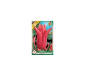 Tulipán mariette 6ks