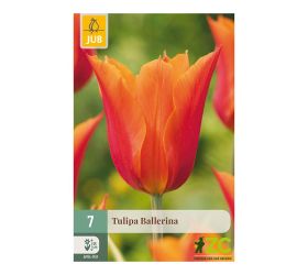 Tulipán ballerina 7ks pevná cena