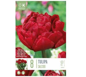 Tulipán salcido 8ks