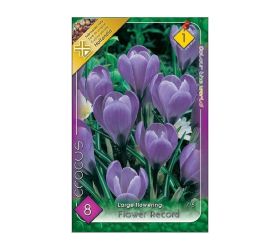 Crocus flower record 8ks