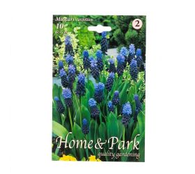 Muscari latifolium 10ks