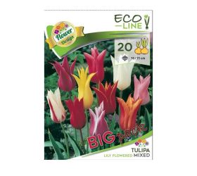 Tulipa big pack liliflower mix 20ks