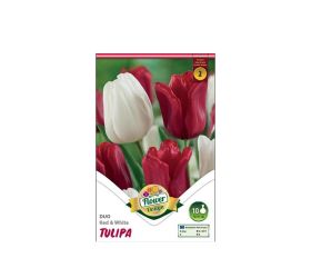 Tulipán duo red&white 6ks