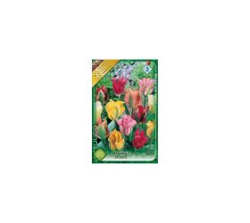 Tulipán viridiflora mix 8ks
