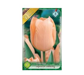 Tulipán apricot beauty 7ks