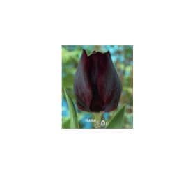 Tulipán ronaldo 7ks