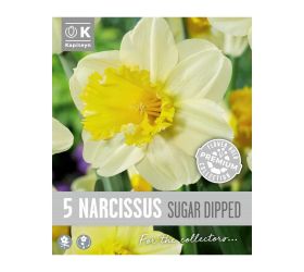 Narcis prem.sugar dipped 5ks