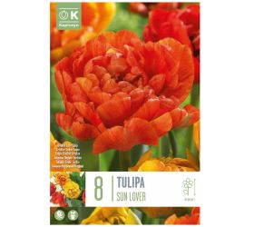 Tulipán sun lover 8ks