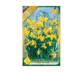 Narcis tete a tete 8ks