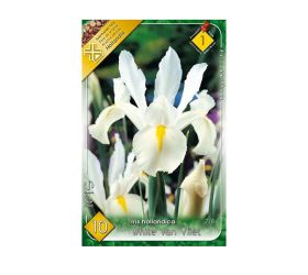 Iris white van vliet 10ks