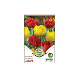 Tulipán duo double red&yellow 6ks