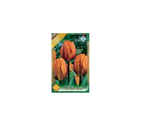 Tulipán princess irene 5ks