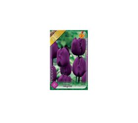 Tulipán negrita 6ks