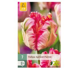 Tulipán apricot parrot 7ks pevná cena