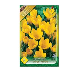 Crocus large yellow 8ks