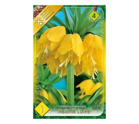 Fritillaria luthea 1ks