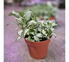 Fittonia mix 7 druhy-8,5/12 cm