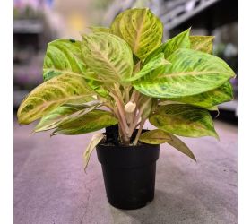 Aglaonema 19/50 cm