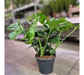 Monstera taury 29/95 cm