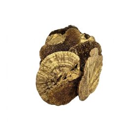 Mushroom sponge nature 10 × 5 × 22 cm 50gr