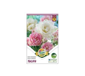 Tulipán duo double pink&white 6 ks