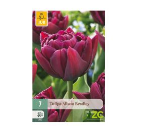Tulipán alison bradley 7 ks