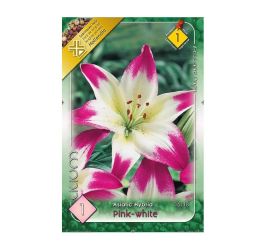 Ľalia asiatic pink-white 1ks