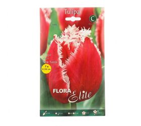 Tulipán new santa 7 ks