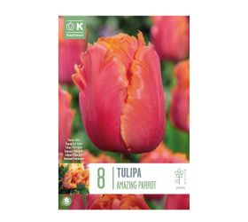 Tulipán amazing parrot 8 ks