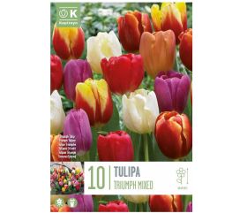 Tulipán triumph mix colours 10ks